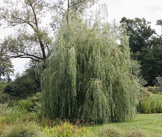 Walnut Tree Plantation