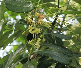 Walnut Tree Plantation