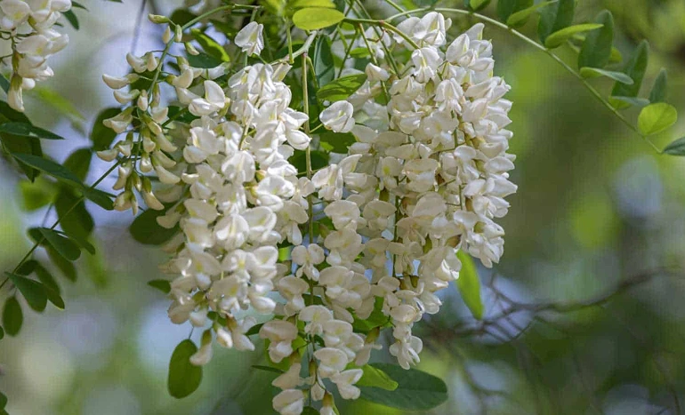 White Acacia Tree - Beauty and Benefits