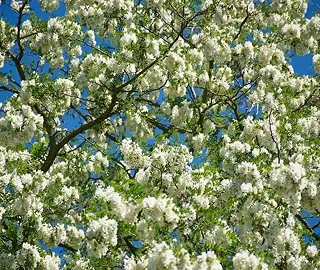 Walnut Tree Plantation