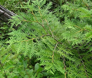 Walnut Tree Plantation
