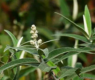 Walnut Tree Fruits - Nutritional Benefits