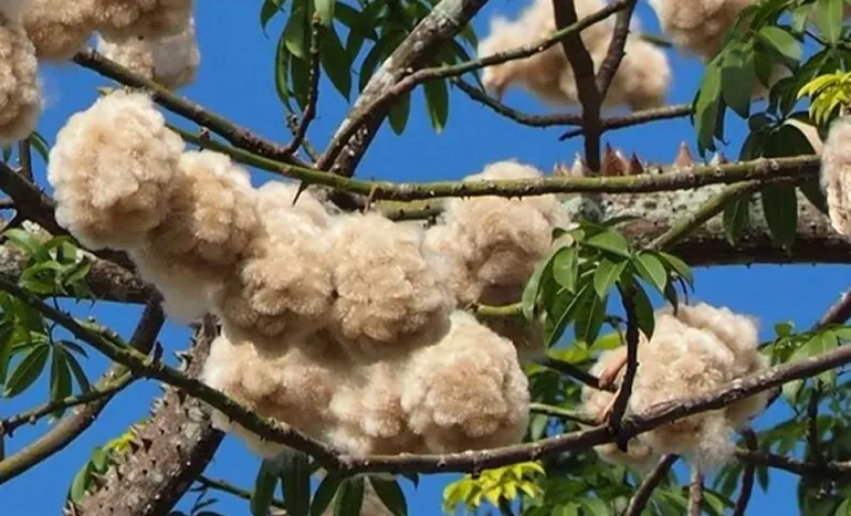 White Silk Cotton Tree - Majestic Marvel
