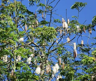 White Silk Cotton Tree Flowers