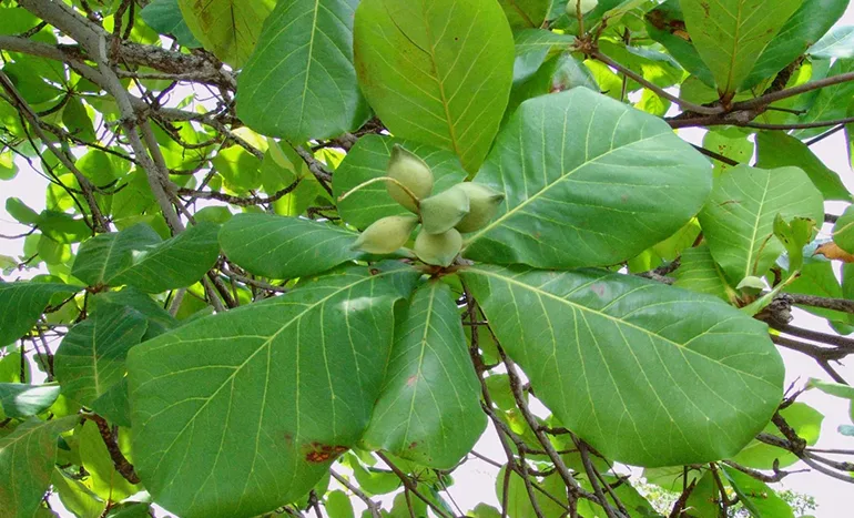 Wild Almond Tree - Nature's Resilient Gem