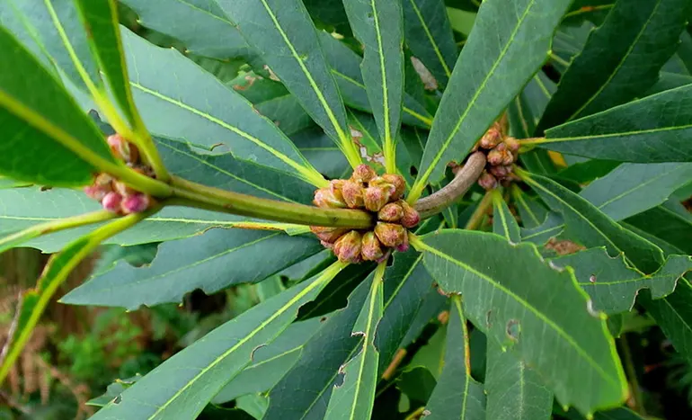 Wild Badam Tree - Biodiversity Hero