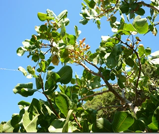 Wild Pistachio Tree Fruits