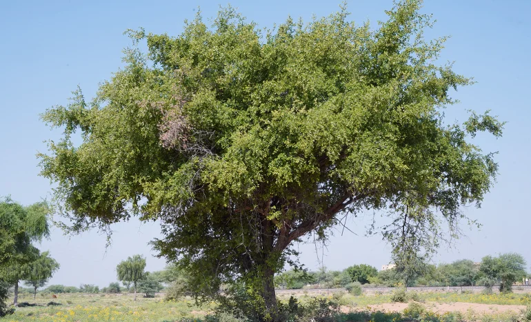 Ziziphus Tree - Nutritional Plant