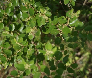Ziziphus Tree Plantation